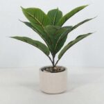 Table Plant
