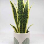Artificial plants for home decor