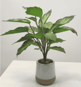 Artificial plants for home decor